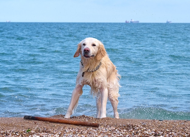 Pies biały złoty labrador retriever na plaży