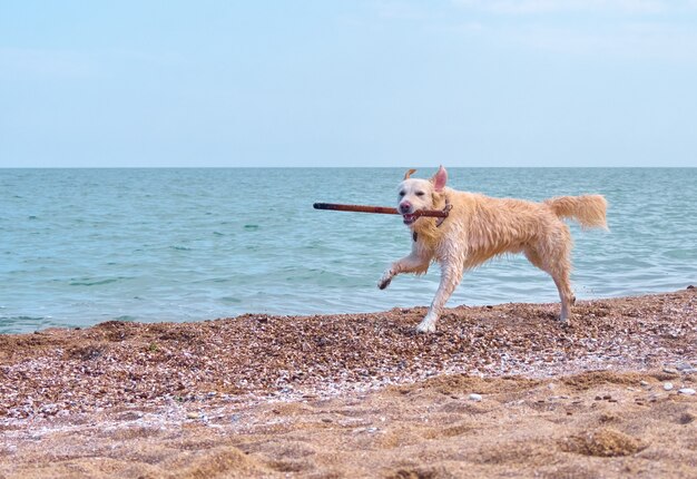 Pies biały złoty labrador retriever na plaży