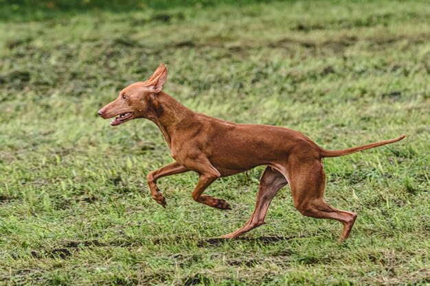 Pies biegający jesienią i goniący przynętę na zielonym polu