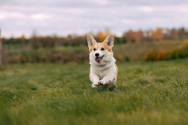 Pies biegający po polu ze słowem corgi na przodzie