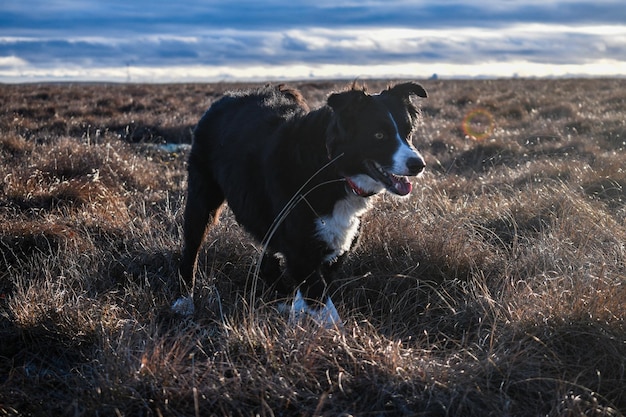 Zdjęcie pies biegający po polu