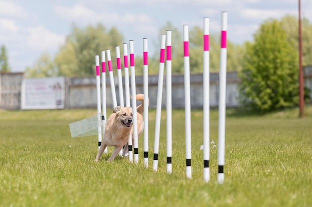 Pies biegnący przez sploty na poziomym torze agility