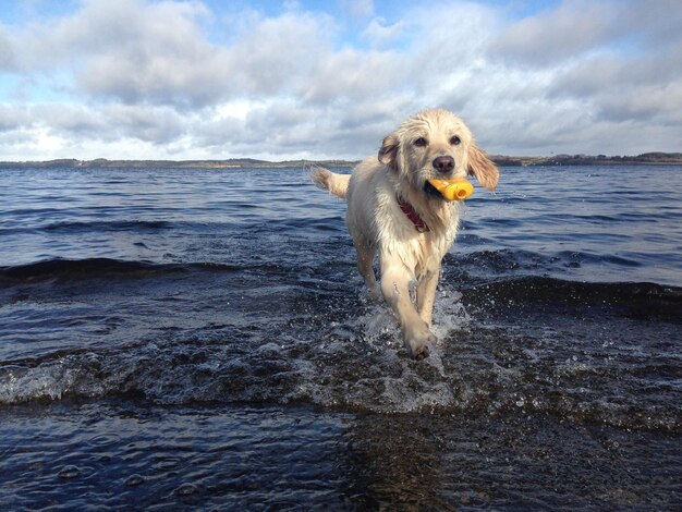 Zdjęcie pies biegnący w morzu