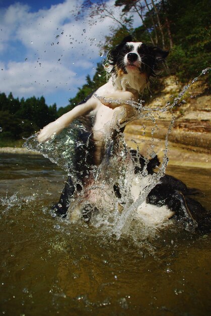 Zdjęcie pies biegnący w wodzie