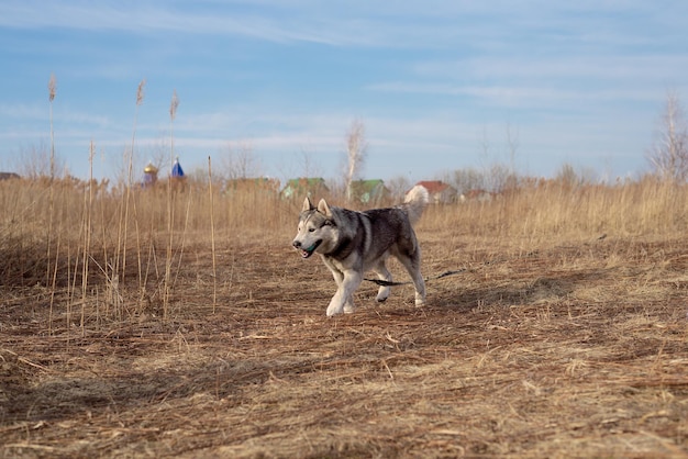 Pies biegnie husky wesoło skacze pod letnim słońcem po polu z zabawką