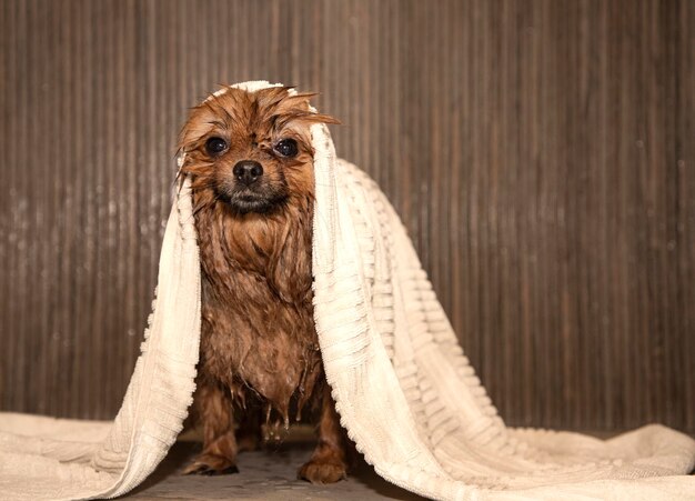 Pies bierze prysznic. Pielęgnacja i pielęgnacja zwierząt domowych w domu. Futro pomorskie po praniu jest mokre.