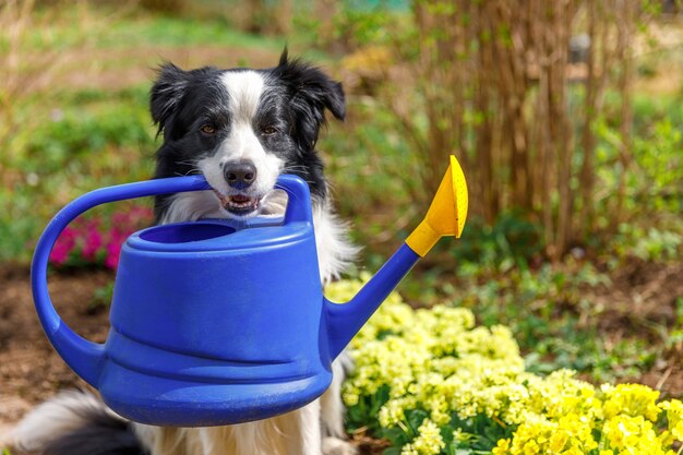 pies border collie trzyma konewka w ustach na scenie ogrodowej. zabawny szczeniak jako ogrodnik