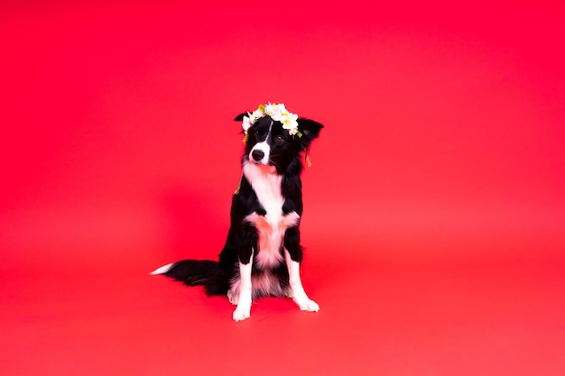 Pies border collie w wieku kilku lat stoi na żółtym i czerwonym tle