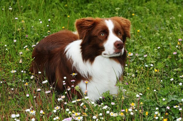 Pies Border Collie