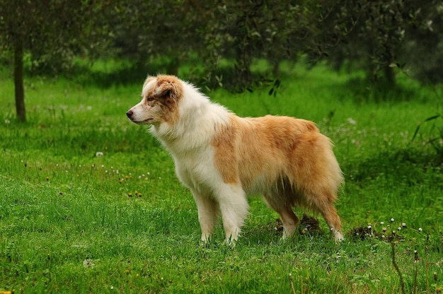 Pies Border Collie