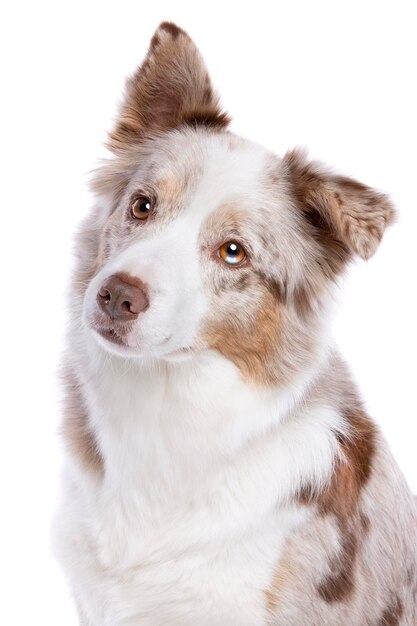 Pies border collie