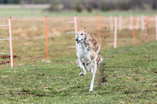 Pies borzoj biegnie prosto przed kamerą i goni coursingową przynętę na zielonym polu