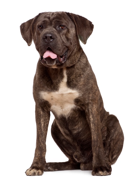 Pies Cane Corso, 13 miesięcy, siedzący przed białą ścianą