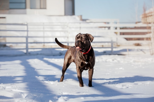 Pies Cane Corso Italiano na śniegu