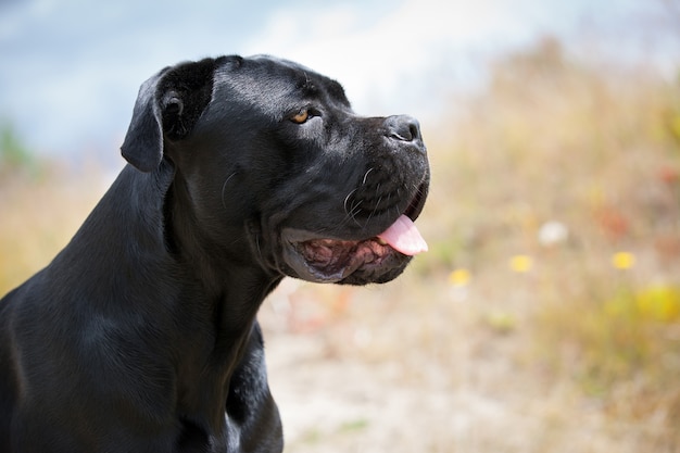 Pies Cane-corso o lśniącej czarnej sierści, pokazuje język i patrzy gdzieś daleko