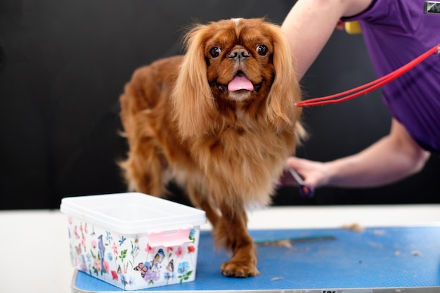 Pies Cavalier King Charles Spaniel w salonie pielęgnacyjnym Koncepcja pielęgnacji zwierząt