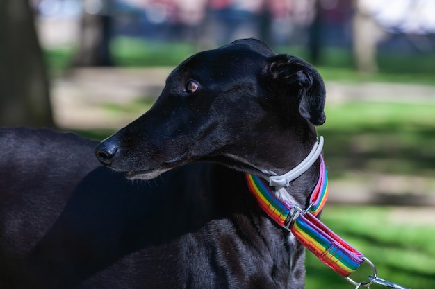 Pies charcik czarny uratowany z hodowli i noszący ładną obrożę w barwach flagi LGBT