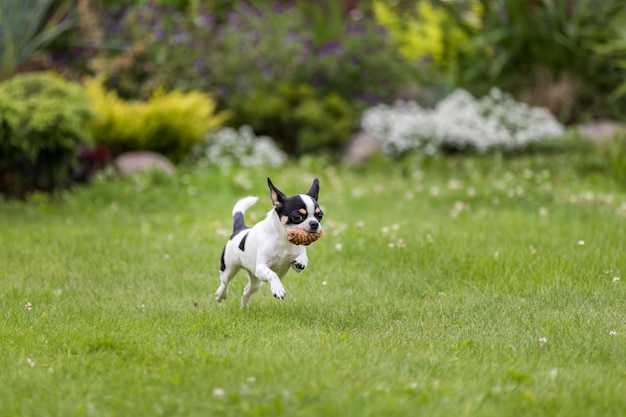 Pies Chihuahua biegnie po trawniku z szyszką jodły w pysku