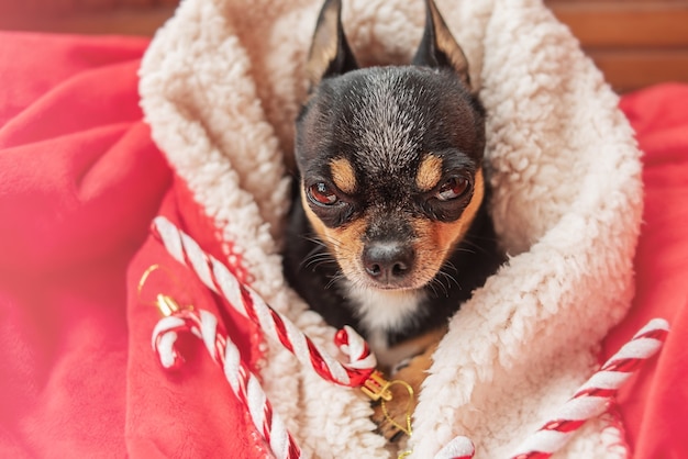 Pies Chihuahua czarny w sylwestrową kratę ze świąteczną zabawką. Zwierzątko i Boże Narodzenie.