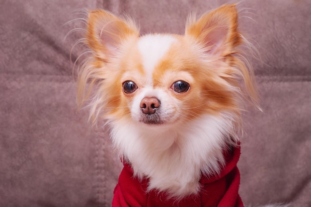 Pies chihuahua jest biały z czerwonym kolorem w bordowej bluzie z kapturem Pet Portret psa małej rasy
