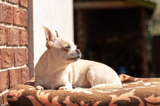 Pies Chihuahua ładny Siedzi W Pobliżu Domu I Wygląda W Bok.