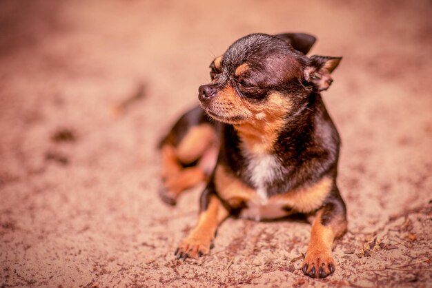 Pies Chihuahua leży na piasku w lesie. Chihuahua odpoczywa w naturze.