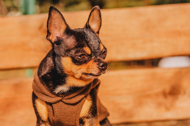 Pies Chihuahua na drewnianej ławce brązowy w brązowe ubrania