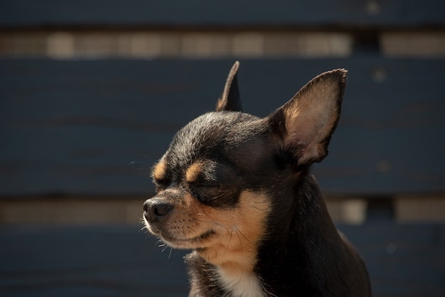 Pies Chihuahua na spacer. Chihuahua czarny, brązowy i biały.