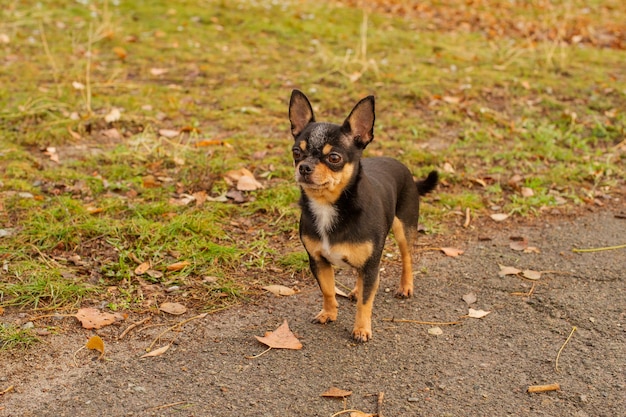 Pies Chihuahua na spacer. Chihuahua czarny. Pies jesienią spaceruje po ogrodzie lub w parku