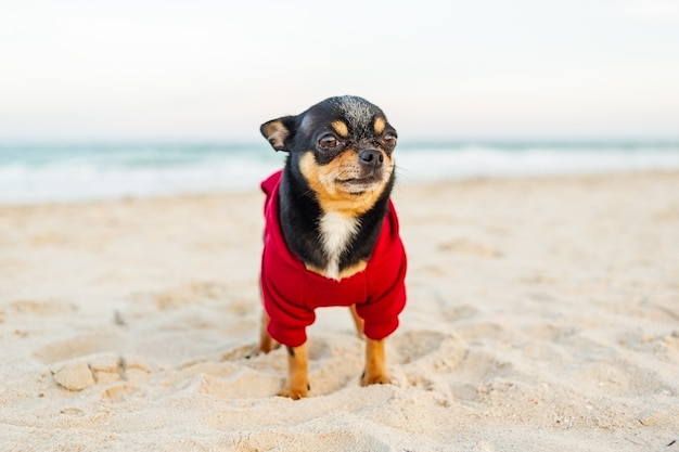 Pies Chihuahua nad morzem. pies chihuahua spaceru na plaży. Czarny pies w czerwonej bluzie z kapturem.