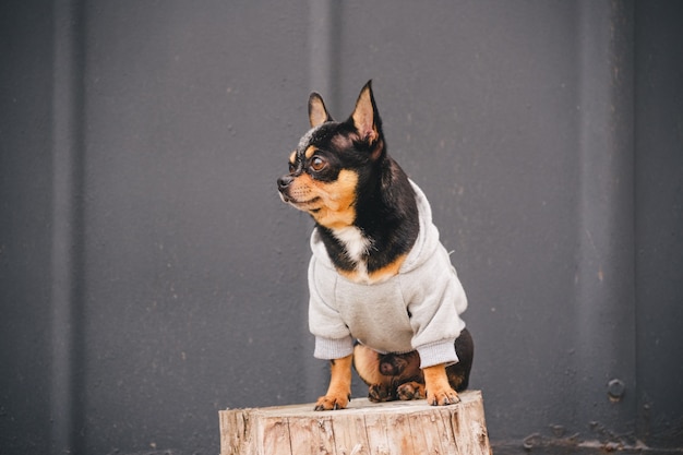 Pies Chihuahua siedzi na pniu w szarej bluzie. Czarny pies w ubraniach.