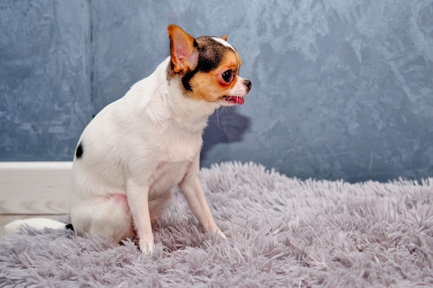 Pies Chihuahua siedzi na widoku z boku szarej ścianie.
