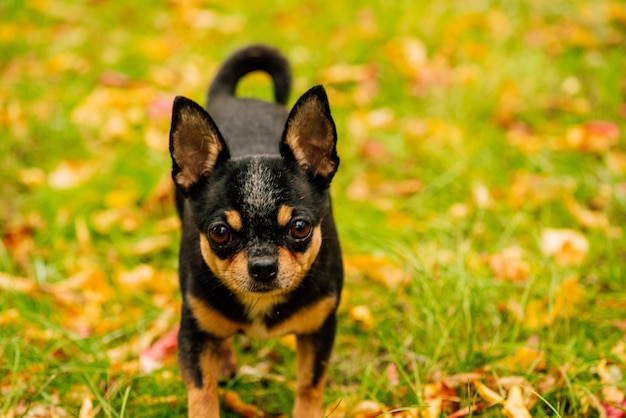 Pies Chihuahua spaceruje po ulicy. Pies Chihuahua na spacer. Chihuahua czarny, brązowy i biały. Śliczny szczeniak wcześnie rano na spacerze. Pies jesienią spaceruje po ogrodzie lub w parku