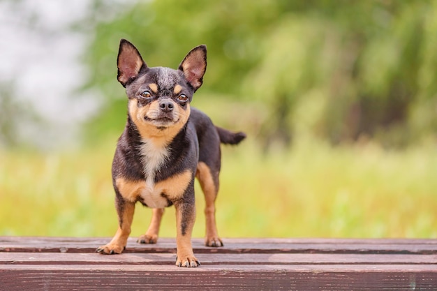 Pies chihuahua stoi na drewnianej ławce na tle natury Zwierzę domowe