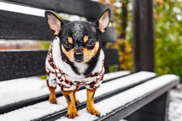 Zdjęcie pies chihuahua stoi na ławce zimą w śnieżną pogodę w ubraniach. zwierzę.