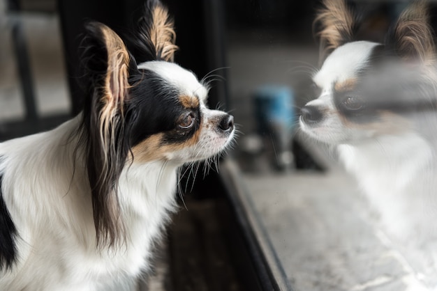 Pies Chihuahua Traken Patrzeje Coś