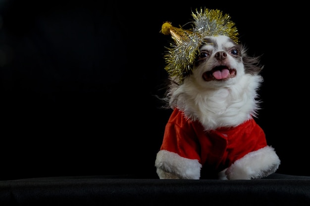 Pies Chihuahua Ubrany W Czerwony Kostium świętego Mikołaja Z Pudełkiem I Patrzy Na Kamerę. Na Białym Tle Na Czarnym Tle. Szczęśliwego Nowego Roku I Koncepcji Wesołych świąt.