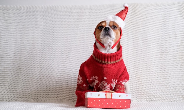 Zdjęcie pies chihuahua w obręczy kapelusza santa i czerwonym swetrze z prezentem na boże narodzenie siedzieć w autokarze. wesołych świąt. szczęśliwego nowego roku. świąteczne sny.