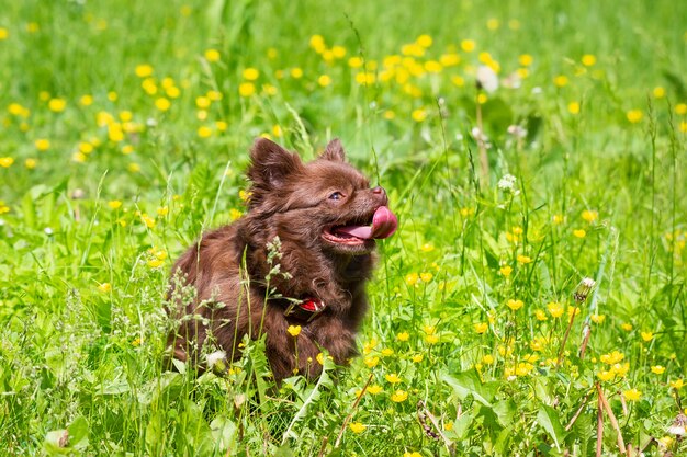 Pies Chihuahua w parku na zielonej trawie