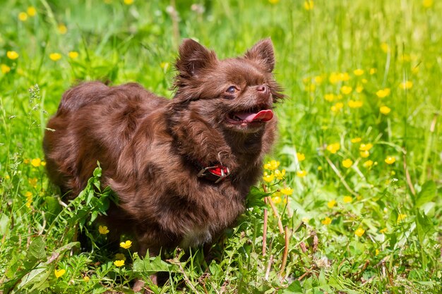 Pies Chihuahua w parku na zielonej trawie