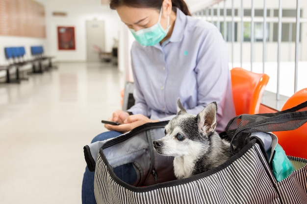 Pies Chihuahua W Torbie Z Kobietą Noszącą Maskę Ochronną.