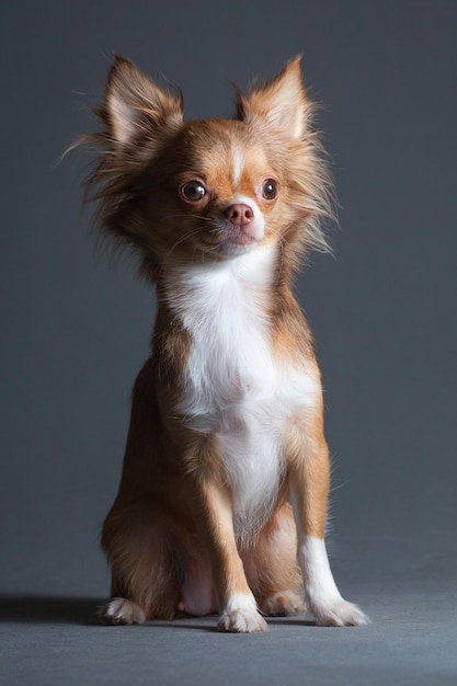 Pies chihuahua z białą piersią