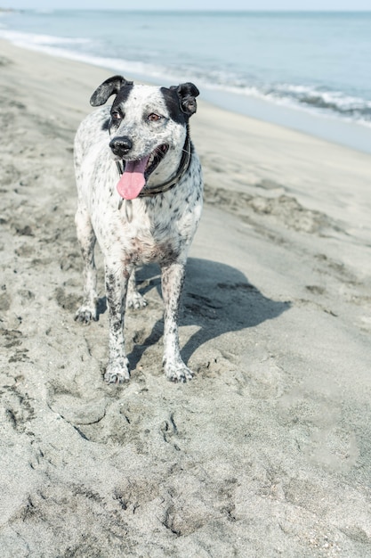 Pies chodzi po plaży?