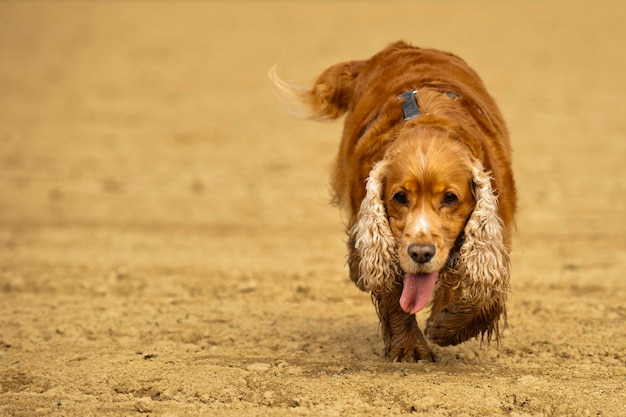 Pies cocker spaniel angielski przychodzi do ciebie