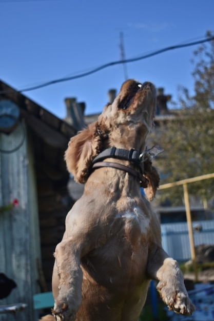 Pies Cocker Spaniel bawi się w ogrodzie