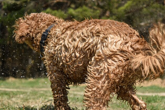 Pies Cocker Spaniel odpoczywa na trawie