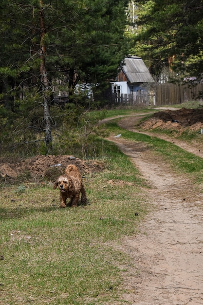 Pies Cocker Spaniel odpoczywa na trawie