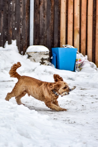 Pies Cocker Spaniel w Winter Park