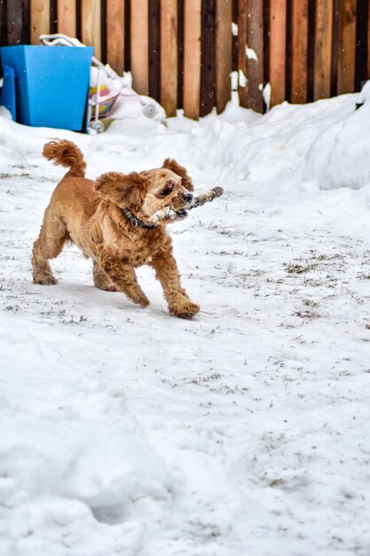 Pies Cocker Spaniel w Winter Park