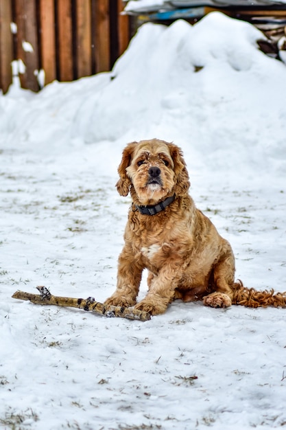 Pies Cocker Spaniel w Winter Park